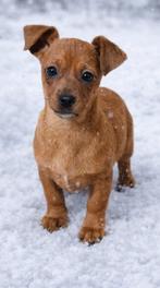 Teckel x Jack russel pups, Parvo, 8 tot 15 weken, Korthaar, Dwerg