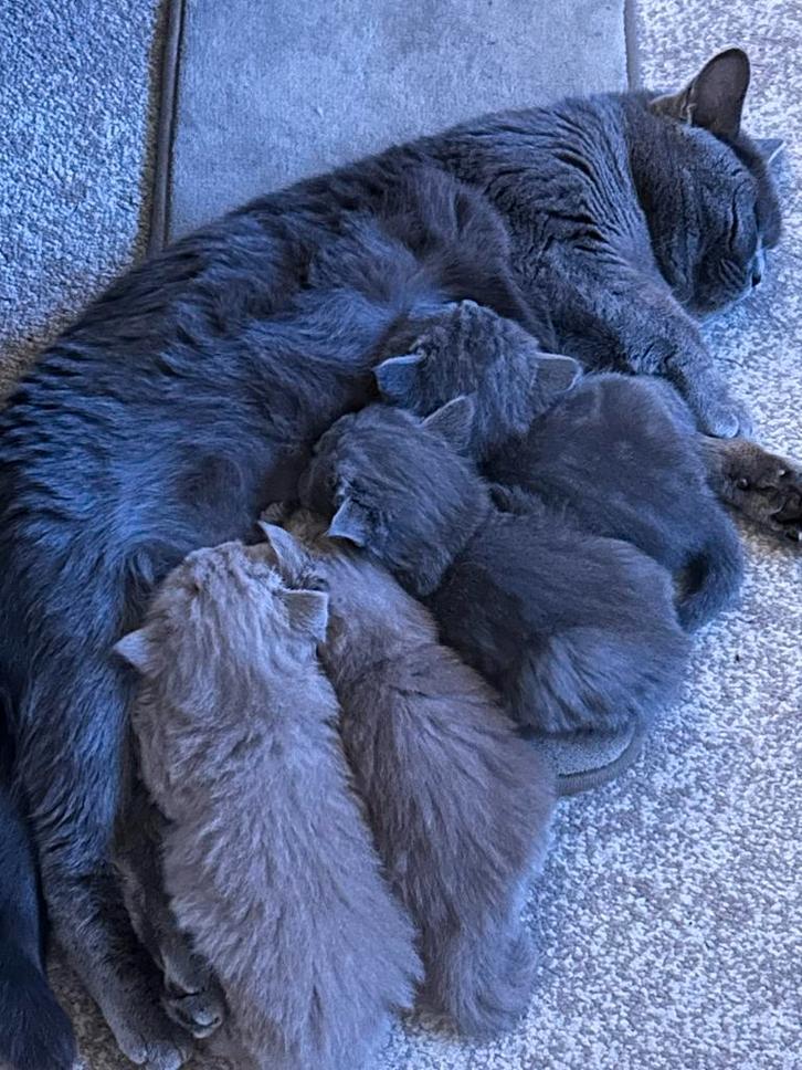 Britse korthaar/langhaar kittens, Dieren en Toebehoren, Katten en Kittens | Raskatten | Korthaar, Meerdere dieren