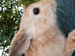 Konijn, Dieren en Toebehoren