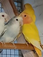 Agapornis roseicollis fischeri personatas, Dieren en Toebehoren, Vogels | Parkieten en Papegaaien, Meerdere dieren, Dwergpapegaai of Agapornis