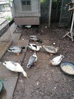 Leuke eenden en duiven te koop, Dieren en Toebehoren, Vogels | Overige Vogels, Meerdere dieren, Tam