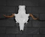 Eland Schedel Large Northern Elk Moose skull - Alces alces, Ophalen of Verzenden, Schedel