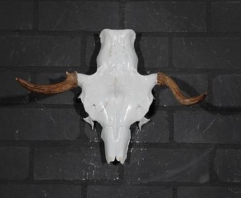 Eland Schedel Large Northern Elk Moose skull - Alces alces, Verzamelen, Dierenverzamelingen, Schedel, Ophalen of Verzenden