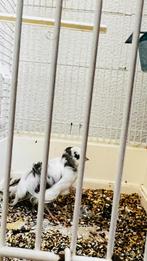 Kanarie, Dieren en Toebehoren, Vogels | Kanaries, Mannelijk, Kleurkanarie