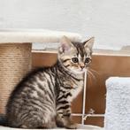 Bengaal x Ragdoll kittens 🐱🖤✨️, Meerdere dieren