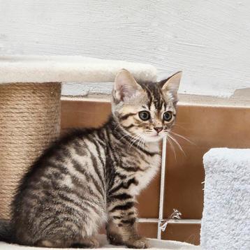 Bengaal x Ragdoll kittens 🐱🖤✨️ beschikbaar voor biedingen