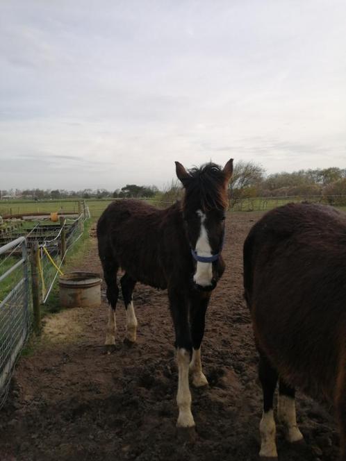 Nieuwe advertentie hengst tuiger grote maat, Dieren en Toebehoren, Pony's, Hengst, E pony (1.48m - 1.57m), Tuigpony, 0 tot 2 jaar