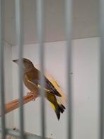 Koppel groenlingen, Meerdere dieren, Geringd