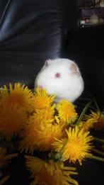 Witte cavia, Dieren en Toebehoren, Mannelijk, Cavia, Na 1 juli 2024
