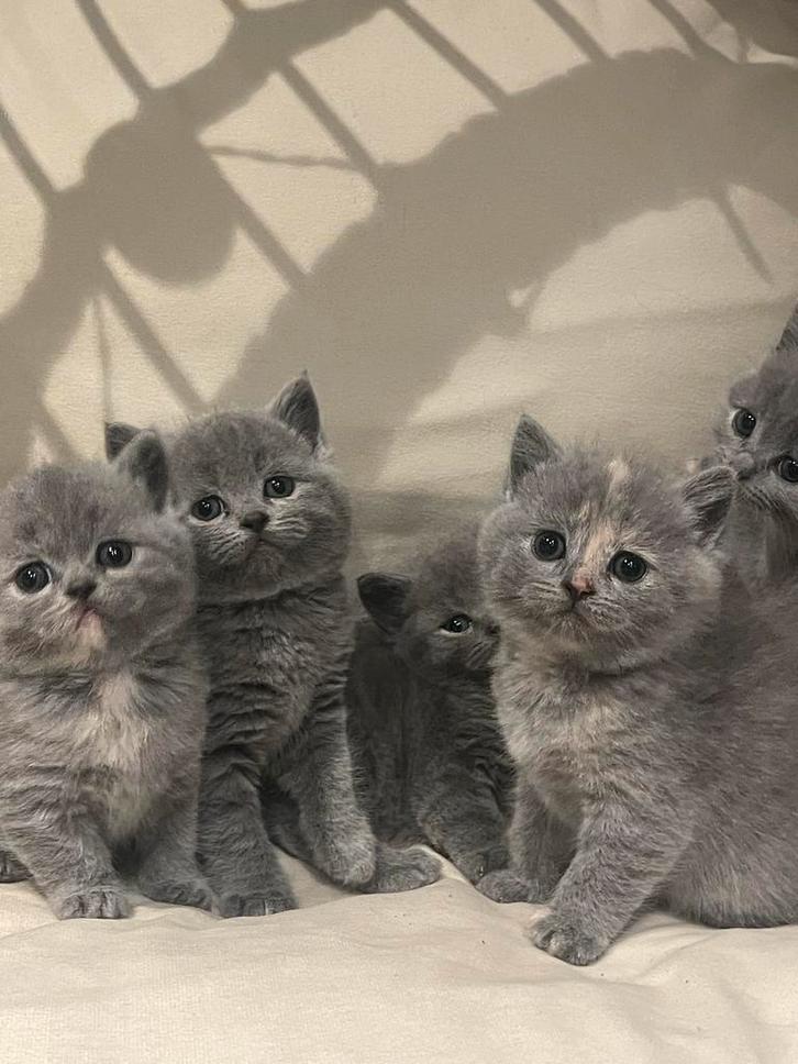 Katten en kittens, Dieren en Toebehoren, Katten en Kittens | Overige Katten, Meerdere dieren