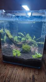 Dennerle nano cube 30 liter, Dieren en Toebehoren, Vissen | Aquaria en Toebehoren, Ophalen, Zo goed als nieuw, Gevuld zoetwateraquarium