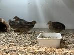 Chinese Dwergkwartels - Wildkleur, Dieren en Toebehoren, Meerdere dieren, Tropenvogel
