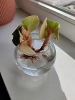 Te ruil Begonia stekjes (2), Huis en Inrichting, Kamerplanten, Ophalen, Overige soorten, Minder dan 100 cm
