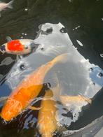 Koi karpers te koop, Dieren en Toebehoren, Karper of Koi