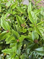 Viburnum tinus struiken 60-80 cm, Ophalen of Verzenden, Overige soorten, Struik, Minder dan 100 cm