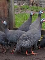 Parelhoenders, Dieren en Toebehoren, Meerdere dieren, Kip