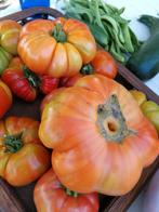Grote Vlees Tomaten Plantjes, Zomer, Ophalen of Verzenden, Groenteplanten, Eenjarig