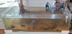 2 aquariums incl alle benodigdheden, Dieren en Toebehoren, Ophalen, Zo goed als nieuw, Gevuld zoetwateraquarium