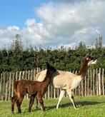 Drachtige alpaca te koop met Merri veulen aan de voet, Juli, Vrouwelijk