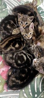 Lieve jonge kittens van 7 weken oud., Dieren en Toebehoren, Katten en Kittens | Overige Katten