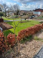 walnotenboompje, Tuin en Terras, Planten | Bomen, Ophalen