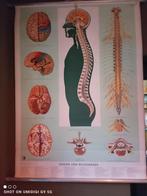 Oude school plaat, Antiek en Kunst, Ophalen of Verzenden