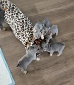 Super leuke franse bulldog pups blue tan en lilac tan, Dieren en Toebehoren, Honden | Bulldogs, Pinschers en Molossers, CDV (hondenziekte)
