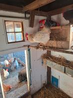 Gratis 2 hanen, Mannelijk, Kip