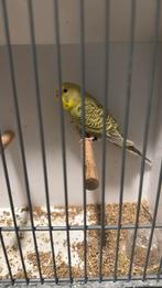 Dun fallow (denk man), Dieren en Toebehoren, Vogels | Parkieten en Papegaaien, Mannelijk, Parkiet