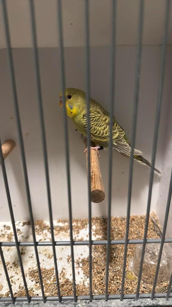 Dun fallow (denk man), Dieren en Toebehoren, Vogels | Parkieten en Papegaaien, Parkiet, Mannelijk