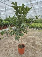 Citrus lemon met vruchten 1.60 mtr, Ophalen, Zomer, Volle zon, Overige soorten