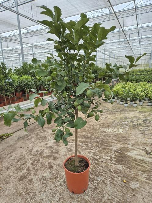 Citrus lemon met vruchten 1.60 mtr, Tuin en Terras, Planten | Bomen, Overige soorten, Volle zon, Zomer, Ophalen