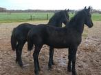 Friese hengstenveulen, Dieren en Toebehoren, Paarden, Hengst