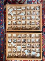 2 Vitrinekastjes met schelpen verzameling *Nous deux*, Antiek en Kunst, Curiosa en Brocante, Ophalen of Verzenden