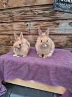 Raszuiver leeuwkop konijn, Dieren en Toebehoren, Konijnen, Mannelijk, Dwerg, 0 tot 2 jaar