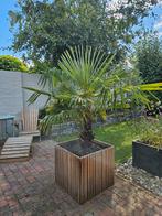 Palmboom Trachycarpus fortunei, Ophalen, Zo goed als nieuw