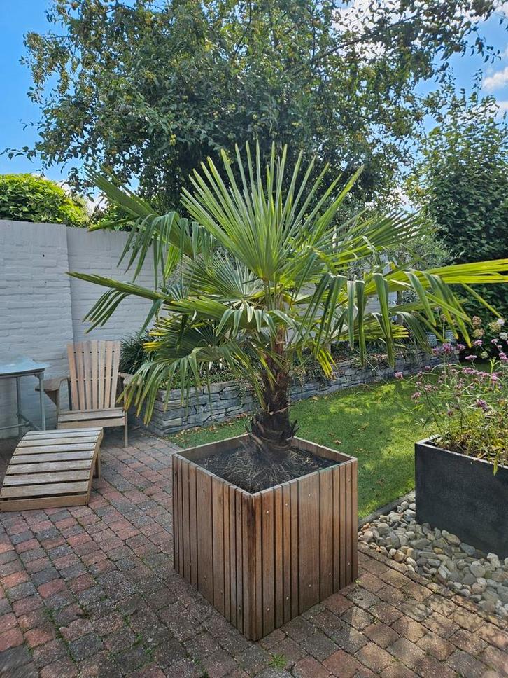 Palmboom Trachycarpus fortunei, Tuin en Terras, Overige Tuin en Terras, Zo goed als nieuw, Ophalen