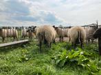 Bleu Du Maine ooilammeren, Dieren en Toebehoren, Schapen, Geiten en Varkens, Vrouwelijk, Schaap, 0 tot 2 jaar
