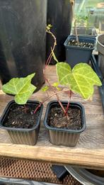Hedera helix, Ophalen of Verzenden, Bloeit niet, Klimplanten, Halfschaduw
