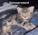 4 lieve  Boskat kittens, Dieren en Toebehoren, Katten en Kittens | Raskatten | Langhaar