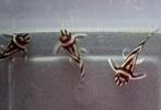 Aanbieding!!! L046, 3-3,5cm!!!, Dieren en Toebehoren, Vis, Zoetwatervis
