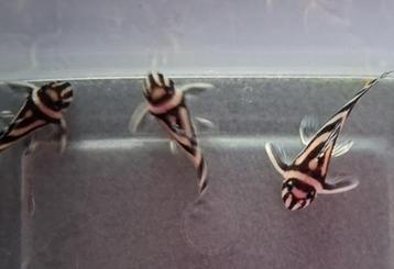 Aanbieding!!! L046, 3-3,5cm!!! beschikbaar voor biedingen