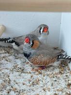 Koppels bleekrug zebravinken, Dieren en Toebehoren, Vogels | Overige Vogels, Meerdere dieren, Tropenvogel, Geringd