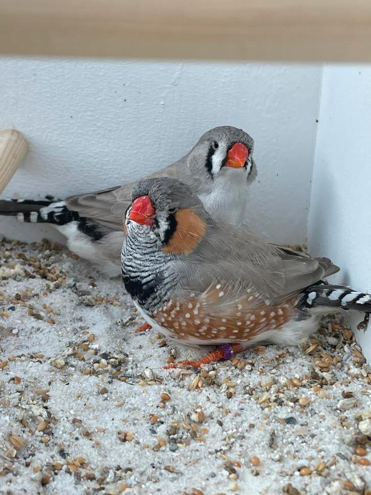 Koppels bleekrug zebravinken, Dieren en Toebehoren, Vogels | Overige Vogels, Tropenvogel, Meerdere dieren, Geringd