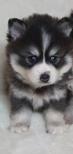 Pomsky F1 pup reutje EERSTE STERKSTE GENERATIE mini husky, Reu, CDV (hondenziekte), 8 tot 15 weken, Poolhond
