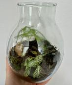 Mooie Plant ecosysteem met glazen vaas, Huis en Inrichting, Kamerplanten, Overige soorten, Minder dan 100 cm, Halfschaduw, In pot