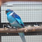 Barnard Blauw 2025, Dieren en Toebehoren, Vogels | Parkieten en Papegaaien, Meerdere dieren, Parkiet, Geringd