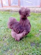 BLAUWE & ZWARTE& CHOCOLADE KLEURIGE USA ZIJDEHOEN HENNETJES, Dieren en Toebehoren, Pluimvee, Vrouwelijk, Kip