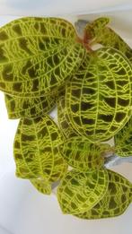 ⭐Jewel orchid macodes petola plantje⭐, Huis en Inrichting, Kamerplanten, Ophalen of Verzenden, Overige soorten, Minder dan 100 cm