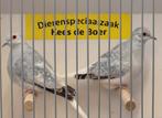Witstuit diamantduifjes, Dieren en Toebehoren, Meerdere dieren